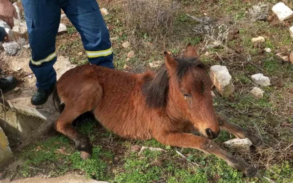 Ξάνθη: Πυροσβέστες διέσωσαν άλογο που είχε εγκλωβιστεί σε στενό φρεάτιο (φωτ.)