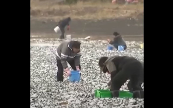 Πρωτοφανείς εικόνες με αμέτρητα νεκρά ψάρια να καλύπτουν παραλία στην Ιαπωνία (βίντεο)