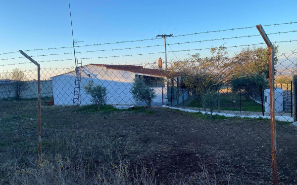 Νεοχωρούδα Θεσσαλονίκης: «Τα σκυλιά ήταν εκπαιδευμένα, ψέμα ότι προκαλούσαν συχνά προβλήματα», λέει ο δικηγόρος του 37χρονου (βίντεο)