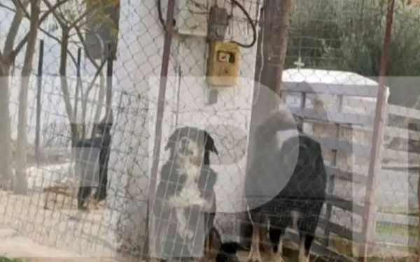 Θεσσαλονίκη: Αυτά είναι τα σκυλιά που κατασπάραξαν την 50χρονη στη Νεοχωρούδα - Δέχτηκε πάνω από 50 δαγκωματιές (βίντεο)