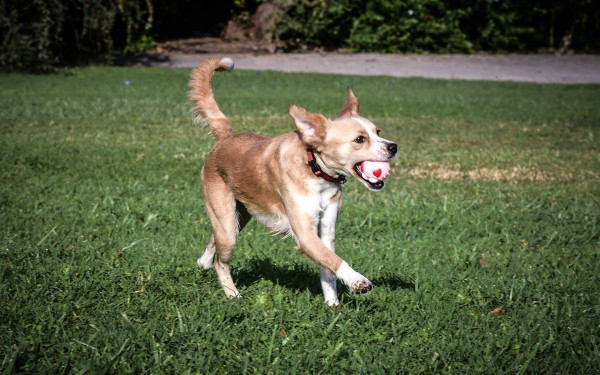 Ζάκυνθος: Τελικά ο 35χρονος δε σκότωσε τον σκύλο μπροστά στον ιδιοκτήτη του - Το τετράποδο γύρισε σπίτι του