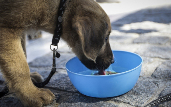 Κιλκίς: Υποχρεωτική στείρωση όλων των ζώων συντροφιάς ή η αποστολή γενετικού υλικού