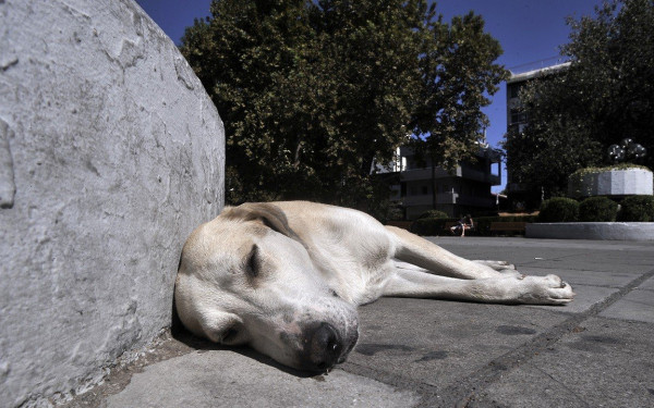 Χαλκιδική: Ξεκίνησε έρευνα για τον σκύλο που φαίνεται να θανατώθηκε στα Μουδανιά