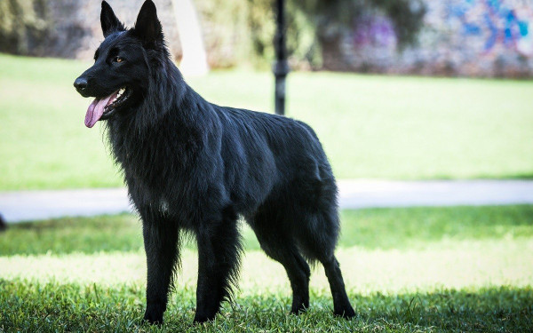 Βόλος: Aγέλη σκύλων επιτέθηκε και δάγκωσε 5χρονο