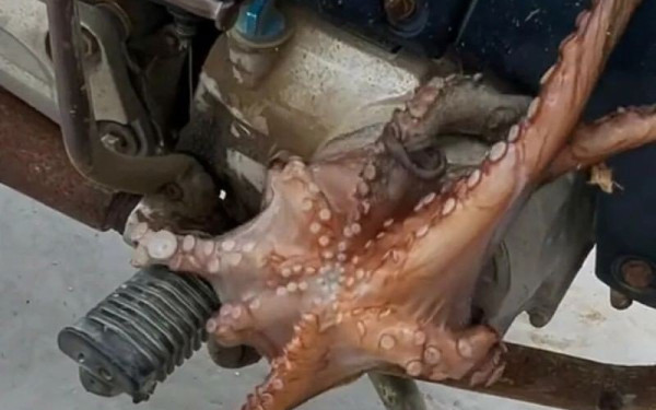 Κουφονήσια: Χταπόδια και καλαμάρια βγήκαν στη στεριά (βίντεο)