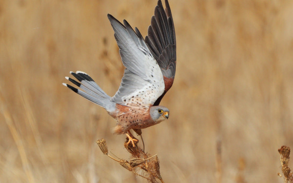 Θεσσαλονίκη: 40 φωλιές για το Κιρκινέζι σε οικισμούς του ποταμού Αξιού (φωτ.)