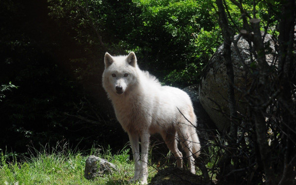 Σέρρες: Λύκοι κατασπάραξαν δύο σκυλιά κοντά σε σχολική μονάδα