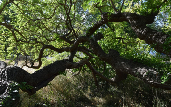 Η «Morus» ανοίγει τις πύλες της στο Σουφλί και μας μαθαίνει για το ιερό δέντρο της ακριτικής περιοχής