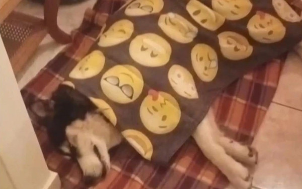 Αράχωβα: «Δεν τεκμαίρεται κακοποίηση από άνθρωπο» - Αναλυτικά το πόρισμα του Παπαϊωάννου για τον Όλιβερ 