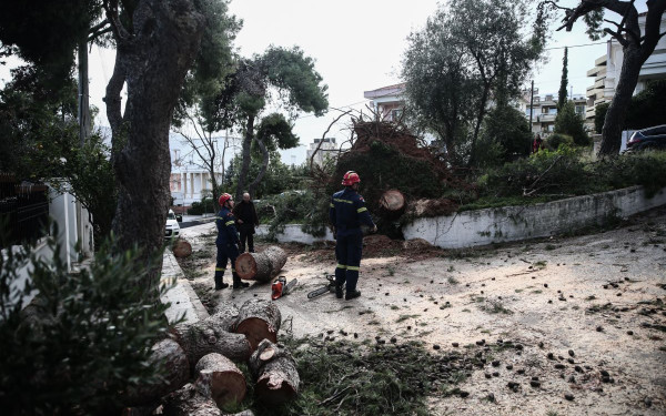 Πτώσεις δέντρων στην Αττική από τους θυελλώδεις ανέμους