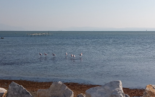 Περισσότερα από 32.000 πουλιά ζουν στο Εθνικό Πάρκο Δέλτα Αξιού - Δείτε φωτογραφίες