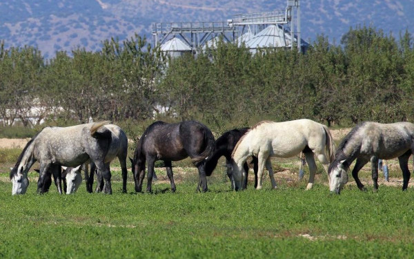 Φρίκη στα Γρεβενά με τα τεμαχισμένα άλογα: «Τα πήραν για κρέας» (βίντεο)