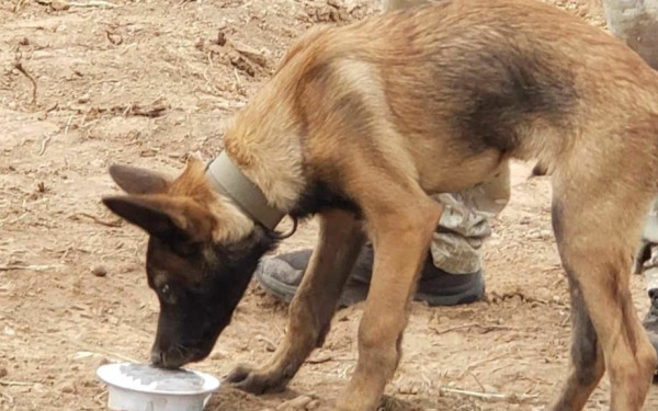 Μεσολόγγι: «Καμία συσκευή δεν μπορεί να αντικαταστήσει τη μύτη ενός σκύλου», λέει ο εκπαιδευτής του ζώου που εντόπισε τον 31χρονο