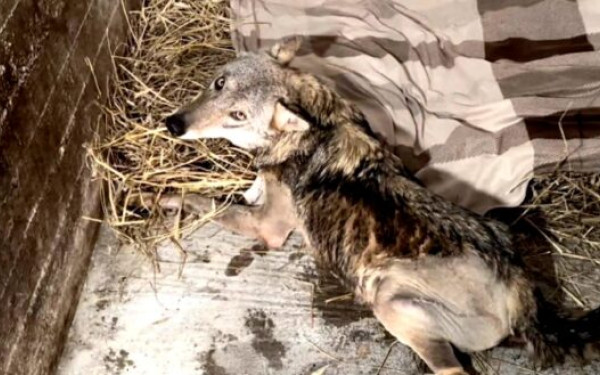 Φλώρινα: Το καταφύγιο του λύκου και του λύγκα στις Αγραπιδιές