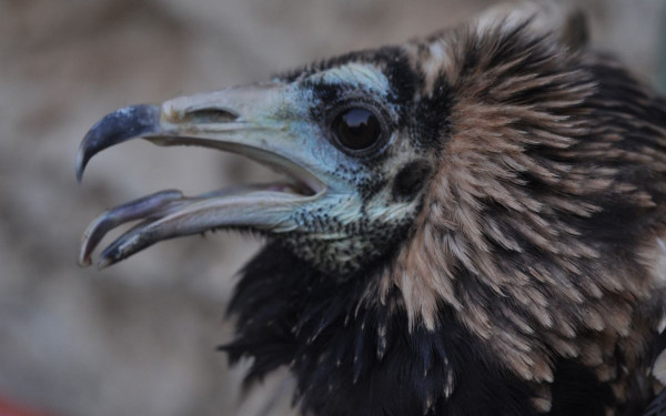 Μια φορά και έναν καιρό ήταν ο Πασχάλης, ο ασπροπάρης στο Δάσος της Δαδιάς (φωτ.)