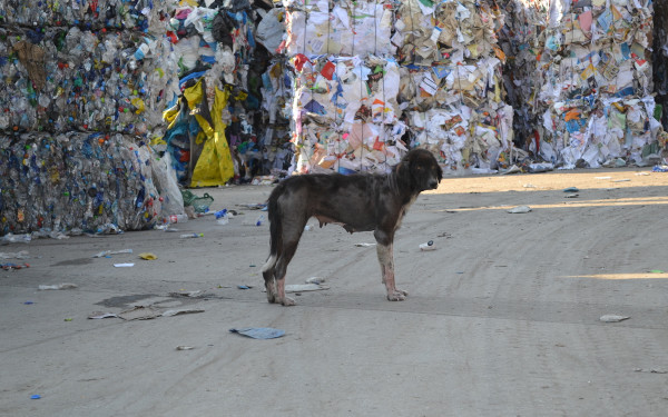 Εγκληματική εγκατάλειψη αδέσποτων στην Ξάνθη: Αλληλοτρώγονται για να επιβιώσουν (βίντεο & φωτ.)