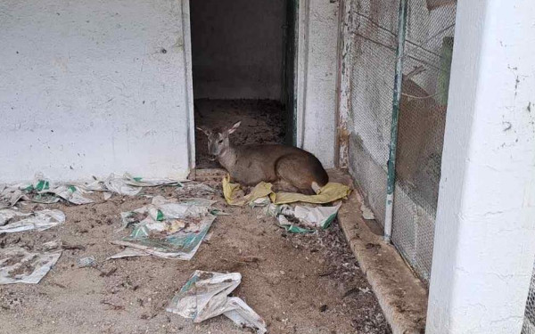 Γρεβενά: Ευθανασία σε ζαρκάδι που πυροβόλησαν λαθροθήρες