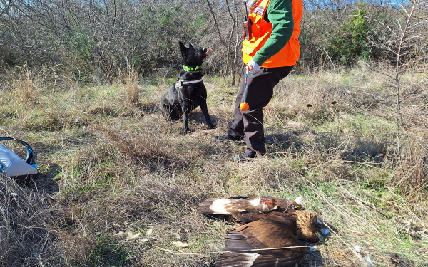 ΟΦΥΠΕΚΑ: Ένας χρυσαετός ανάμεσα στα νεκρά ζώα από την εκτεταμένη χρήση φόλας τον Ιανουάριο