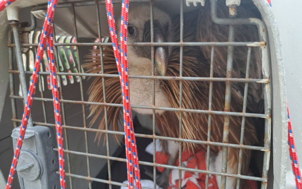 Μυτιλήνη: Ένας γύπας διασώθηκε από προσκόπους της Λέσβου