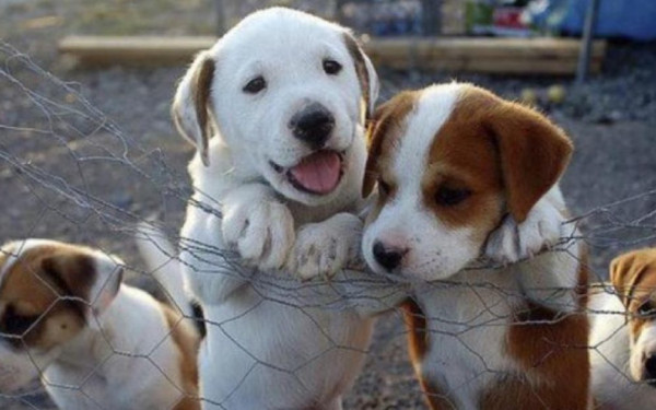 Έρχεται δημοτικό κτηνιατρείο για τα αδέσποτα στον δήμο Θεσσαλονίκης - Το σχέδιο της διοίκησης Αγγελούδη