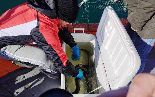 Καβάλα: Απελευθέρωση χελιών με δορυφορικούς πομπούς για την μελέτη της αναπαραγωγής τους