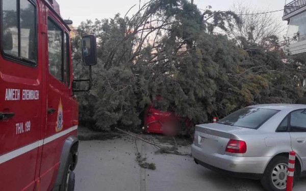 Δέντρο έπεσε πάνω σε αυτοκίνητο στις Σέρρες (βίντεο, φωτ.)