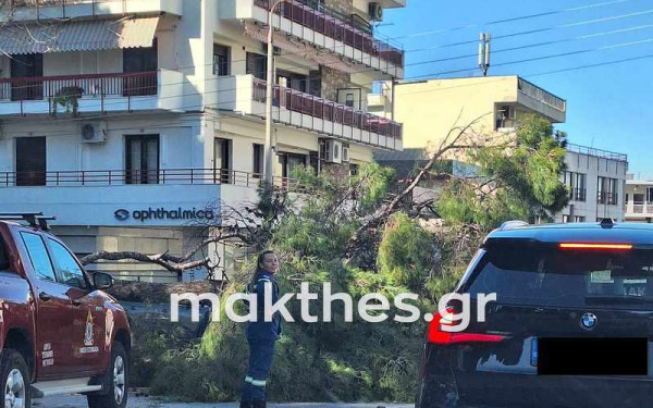 Θεσσαλονίκη: Φύσηξε ο βαρδάρης και... έριξε δέντρο στη Βασ. Όλγας - Ζημιές και στην περίφραξη της Περιφέρειας (φωτ.)