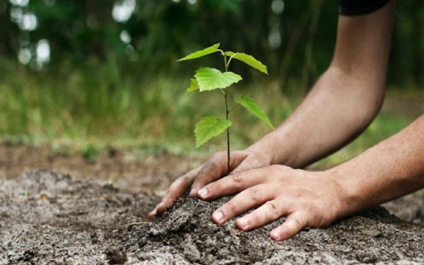 Θεσσαλονίκη: Αναβολή της δράσης δενδροφύτευσης στην Τριανδρία