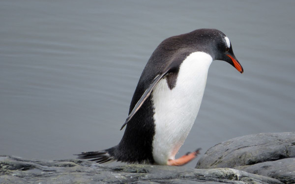 Θανατηφόρος ιός γρίπης αποδεκατίζει πιγκουίνους γκεντού στην Ανταρκτική