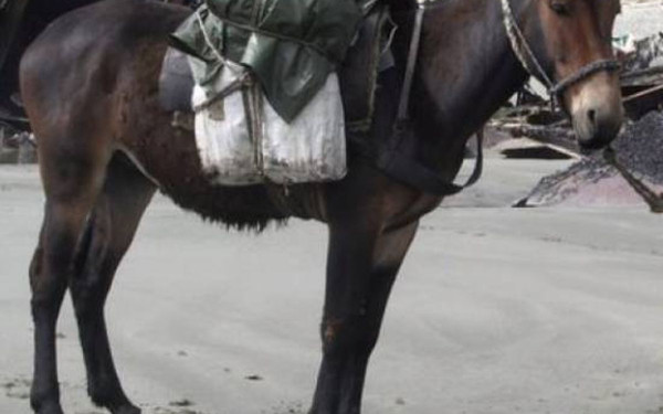 Κτηνωδία στη Σέριφο: Μουλάρι ξεψύχησε εξαθλιωμένο σε οικόπεδο (βίντεο)