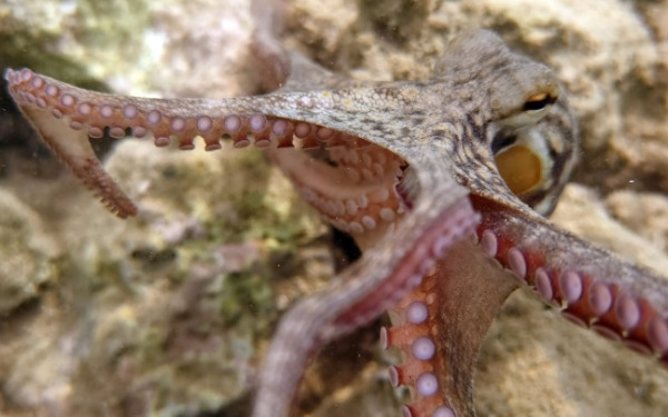 Θεσσαλονίκη: Η εκτροφή χταποδιού στο επίκεντρο ερευνών του Ενωσιακού Κέντρου αναφοράς για την προστασία των υδρόβιων οργανισμών