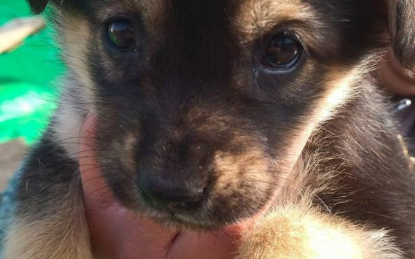 Νάουσα: Πυροσβέστες έσωσαν νεογέννητα κουτάβια που έπεσαν σε φρεάτιο - Δείτε φωτογραφίες