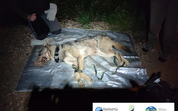 Αμυγδαλέζα: «Συνελήφθη» λύκος που είχε εγκλωβιστεί σε χώρο της αστυνομίας