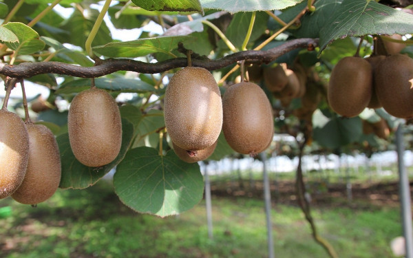 Ακτινίδιο: Ιταλική… απόβαση στα ελληνικά διαλογητήρια