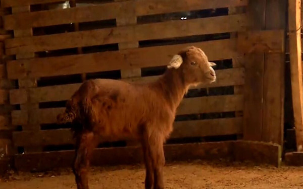 Σέρρες: Κατσικάκι γεννήθηκε με τρία πόδια - Δείτε βίντεο