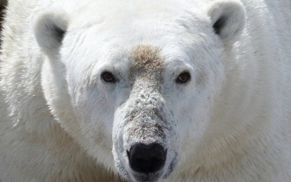 Μελέτη: Τα ζώα της Ανταρκτικής καίγονται από τον ήλιο