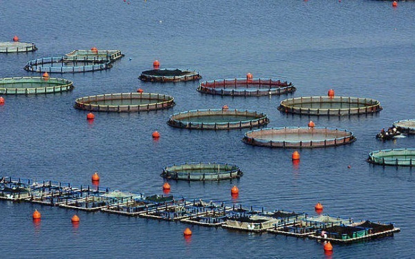 Οργανισμός Κεντρικών Αγορών και Αλιείας: Κάθε αλίευμα αποκτά «ταυτότητα»