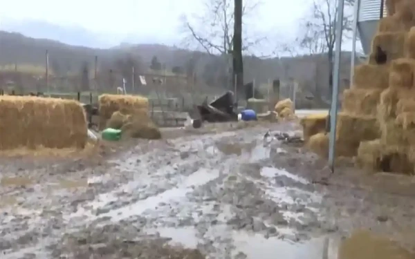 Πλημμύρισε στάβλος στην Κατερίνη: Έχασε πάνω από 300 ζώα από την κακοκαιρία (βίντεο)