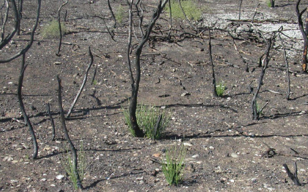 Ελεγκτικό Συνέδριο: Ενστάσεις για την αποτελεσματικότητα των προγραμμάτων αναδάσωσης