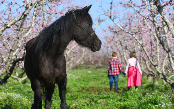 Η Άνοιξη έφτασε και το μαρτυρούν οι Ανθισμένες Ροδακινιές στον εύφορο κάμπο της Ημαθίας
