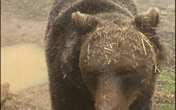 Αρκτούρος: Ξύπνησε ο Μπρούνο από τον χειμέριο λήθαργο (φωτ.)