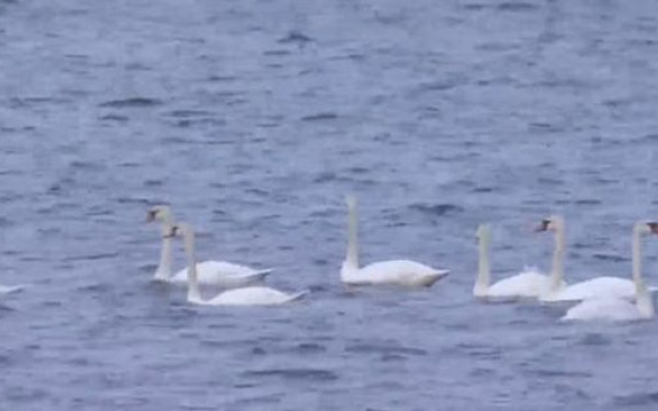 Θεσσαλονίκη: Πανέμορφοι κύκνοι «χορεύουν» on air στον Θερμαϊκό (βίντεο)