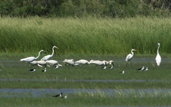 Δέλτα Έβρου: Ανησυχητικά χαμηλότερος ο αριθμός των πτηνών