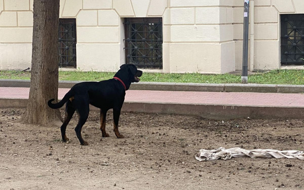 Σέρρες: Στο νοσοκομείο μεταφέρθηκε επτάχρονος μετά από επίθεση σκύλου