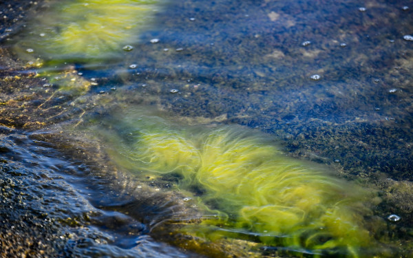 Δήμος της Χαλκιδικής πουλάει φύκια στην Κίνα