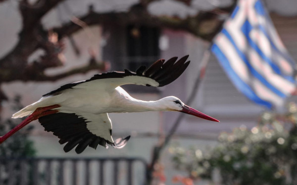 Στην Ξάνθη οι μεγαλύτεροι σε ηλικία πελαργοί με δακτυλίδια στην Ελλάδα