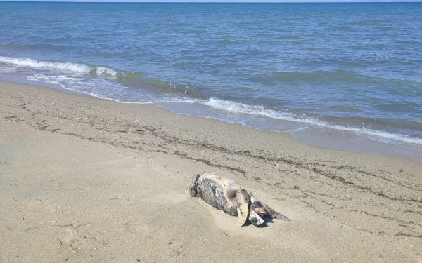 Θεσσαλονίκη: Νεκρή χελώνα ξεβράστηκε στον δήμο Θερμαϊκού (φωτ.)
