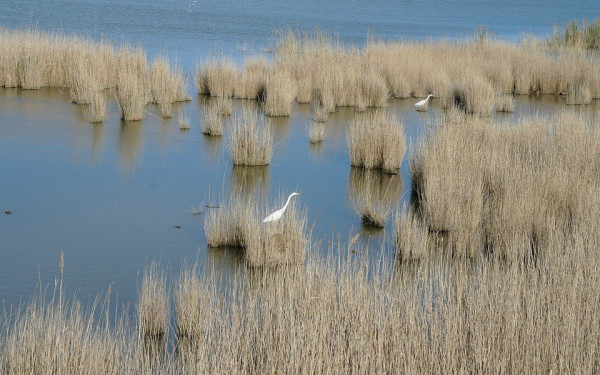Ζητούν πολιτικό άσυλο οι 17 Τούρκοι Γκιουλενιστές που διασώθηκαν στον Εβρο - Πάνω 20.000 έχουν βρει κσταφύγιο στη Ελλάδα 