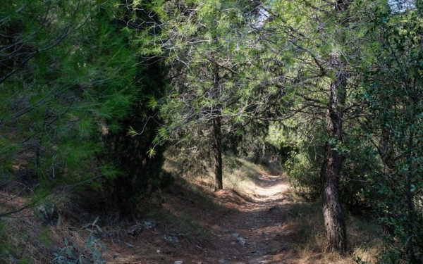 Οι επιστήμονες προτείνουν συγκεκριμένο «μείγμα» για την αναδάσωση των καμένων δασών (βίντεο)