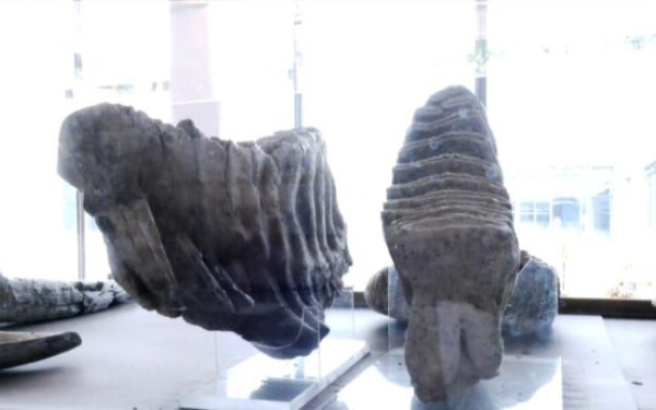 Πηνειός: Βρέθηκαν οστά ζώων της Αφρικής που έζησαν προ 100.000 ετών (βίντεο, φωτ.)